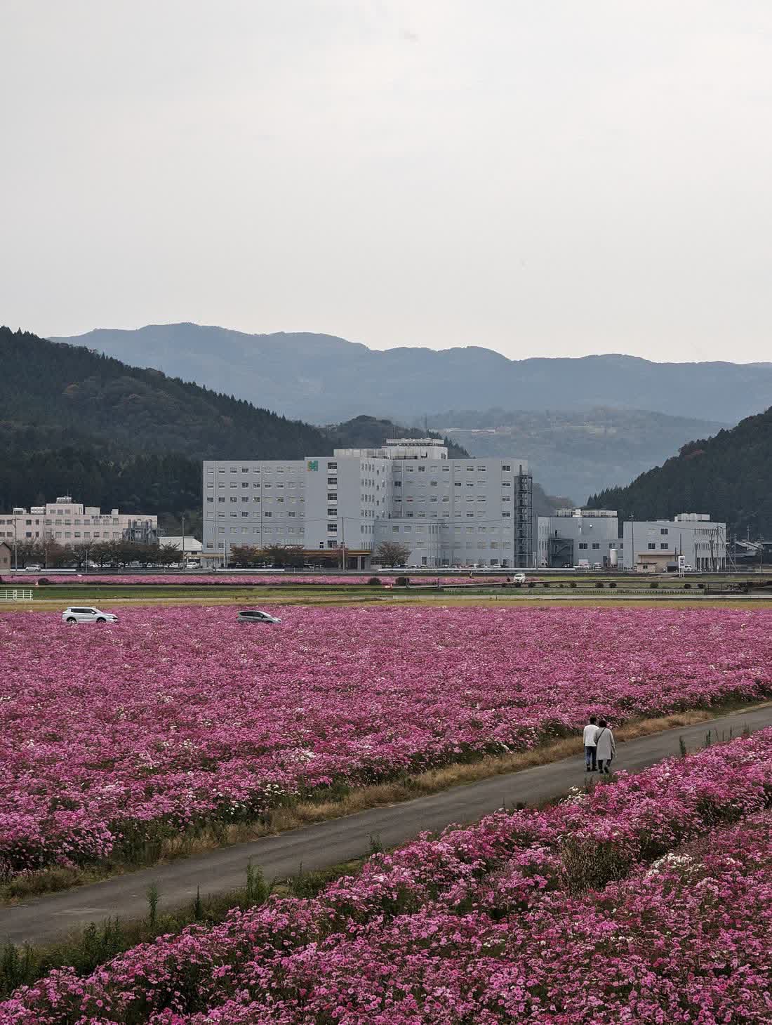 A sloping field of pink and white cosmos under a blue sky, with a line of trees in the distance.