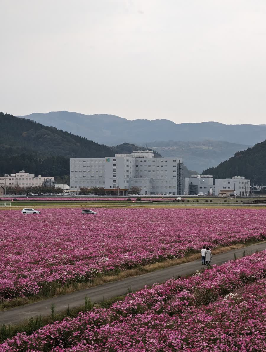 A sloping field of pink and white cosmos under a blue sky, with a line of trees in the distance.