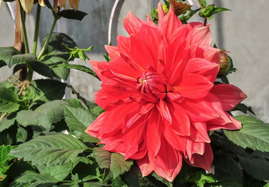 A close view of a pink and white dahlia with a bright yellow center.