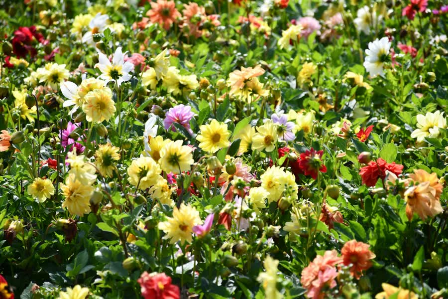A dense field of red, pink, orange, and yellow dahlias in full bloom.