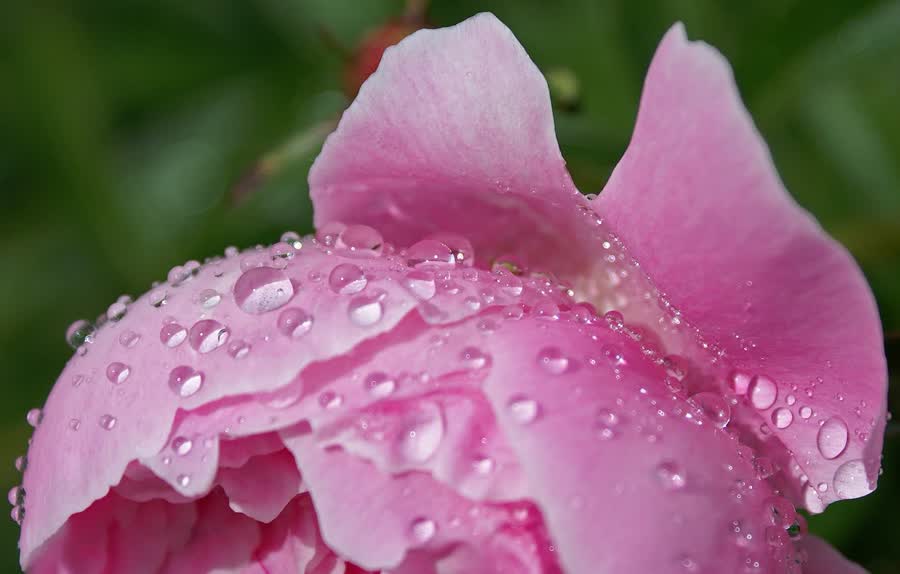 A fully open pink peony against a soft green background.