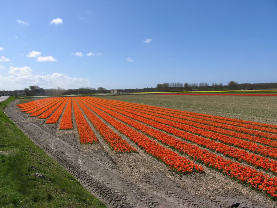 Rows of red and yellow tulips running toward a white barn and a line of trees.