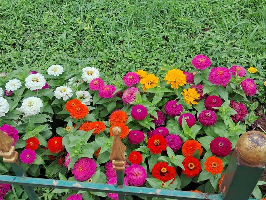 A garden bed of pink, orange, red, and yellow zinnias seen from above.